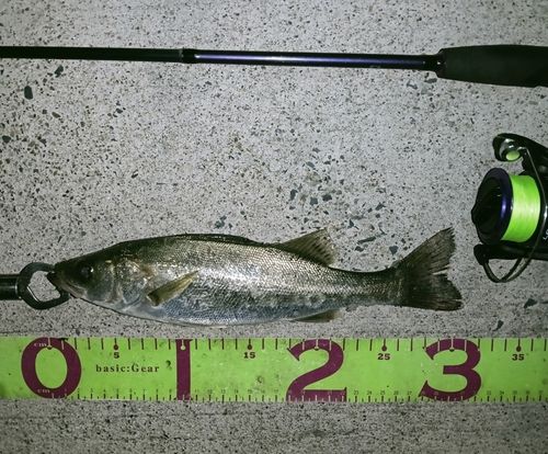 フッコ（マルスズキ）の釣果