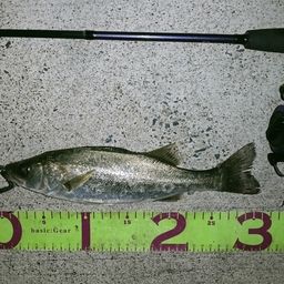 フッコ（マルスズキ）