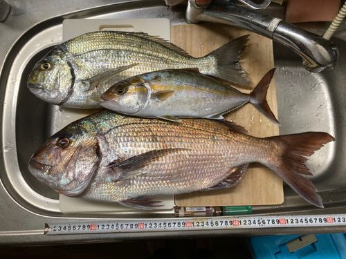 マダイの釣果