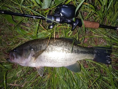 ラージマウスバスの釣果