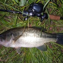 ラージマウスバス