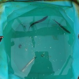 カタクチイワシ