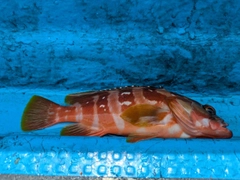 アカハタの釣果