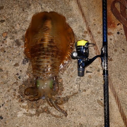 アオリイカの釣果
