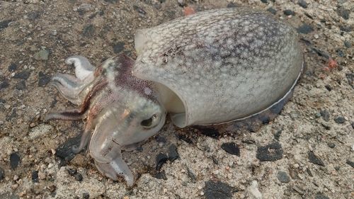 シリヤケイカの釣果