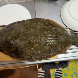ヒラメ