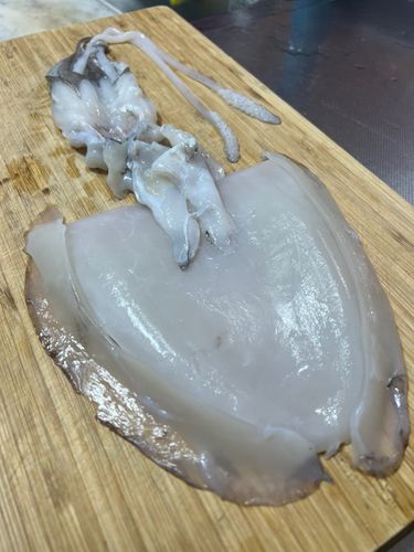 コウイカの釣果