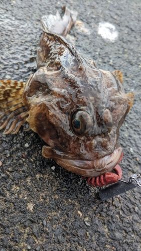 カジカの釣果