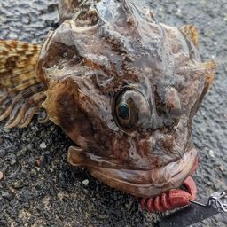 カジカ
