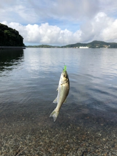 セイゴ（ヒラスズキ）の釣果