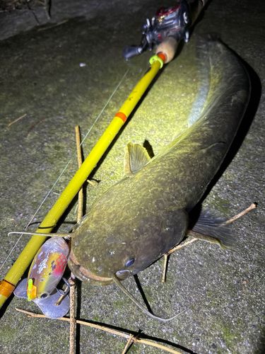 ナマズの釣果