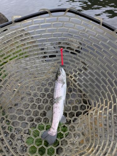 ニジマスの釣果