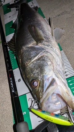 スズキの釣果