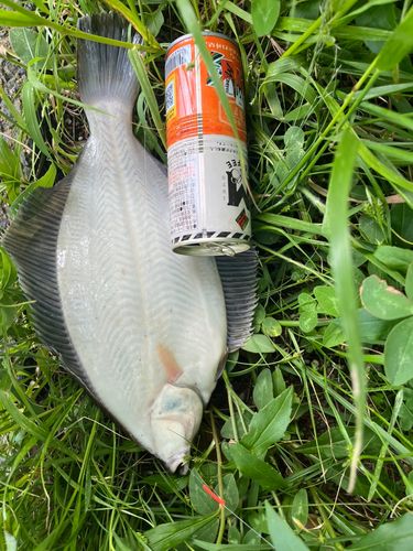 カレイの釣果