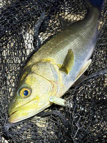 フッコ（マルスズキ）の釣果