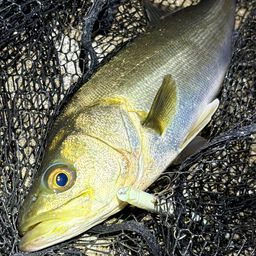 フッコ（マルスズキ）