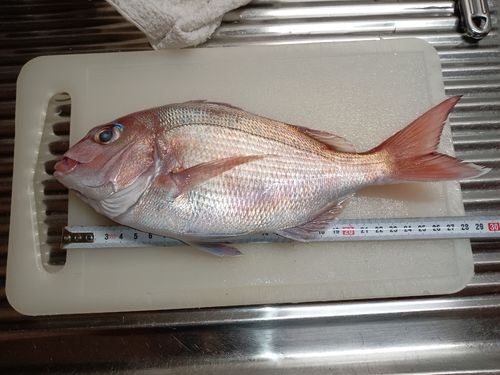 マダイの釣果