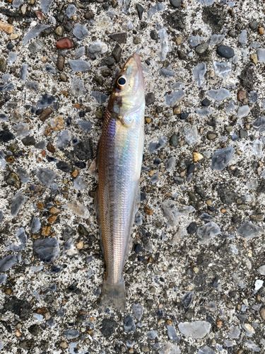 シロギスの釣果