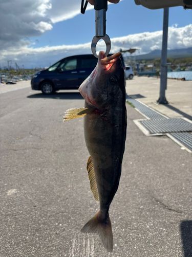 ホッケの釣果