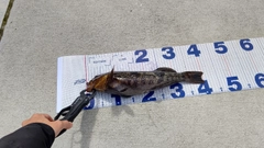 アイナメの釣果