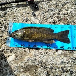 スモールマウスバス