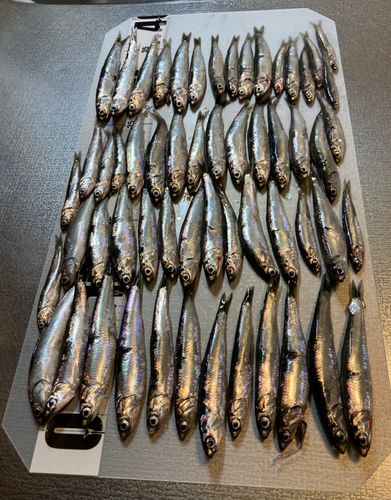 カタクチイワシの釣果