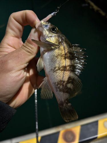 シロメバルの釣果