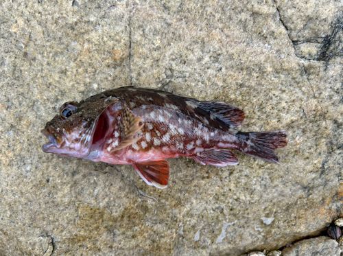 アラカブの釣果