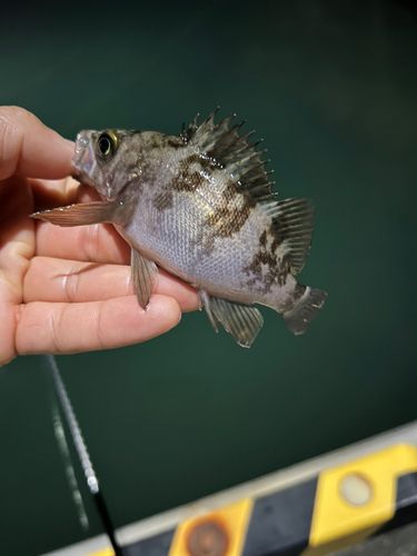 シロメバルの釣果