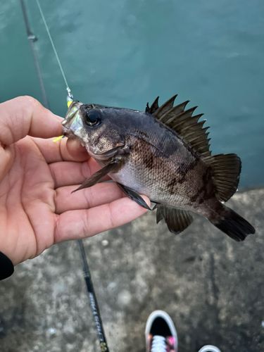 アカメバルの釣果