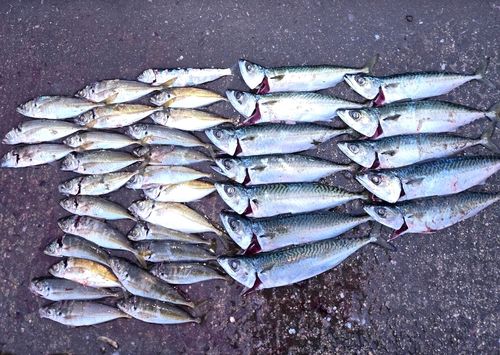 サバの釣果