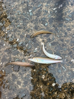 キスの釣果