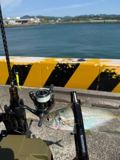マアジの釣果
