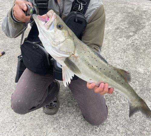 セイゴ（マルスズキ）の釣果