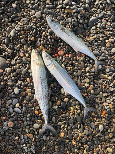 サゴシの釣果