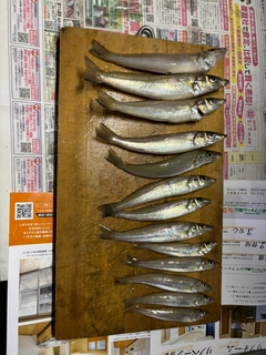 キスの釣果