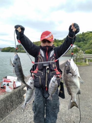 チヌの釣果