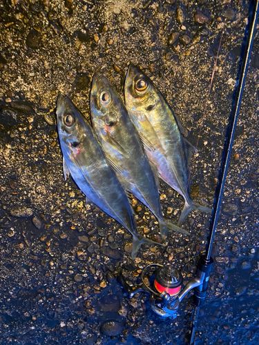 アジの釣果
