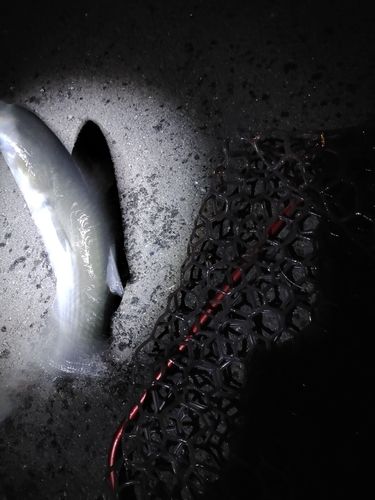 ボラの釣果