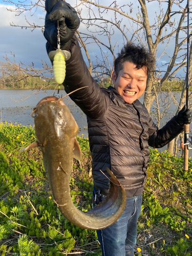 マナマズの釣果