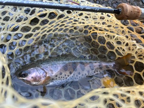 アマゴの釣果