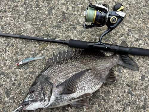 チヌの釣果