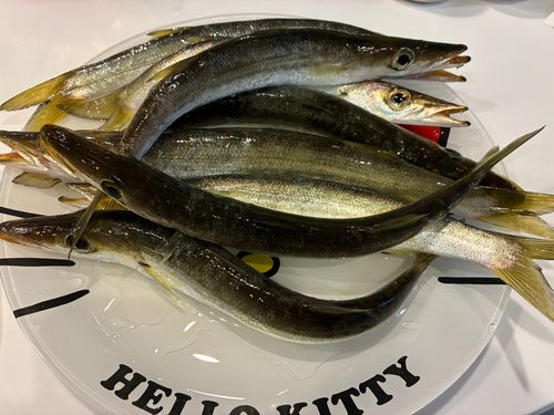 カマスの釣果