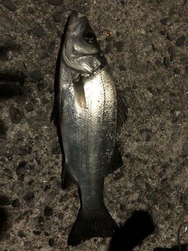 セイゴ（ヒラスズキ）の釣果