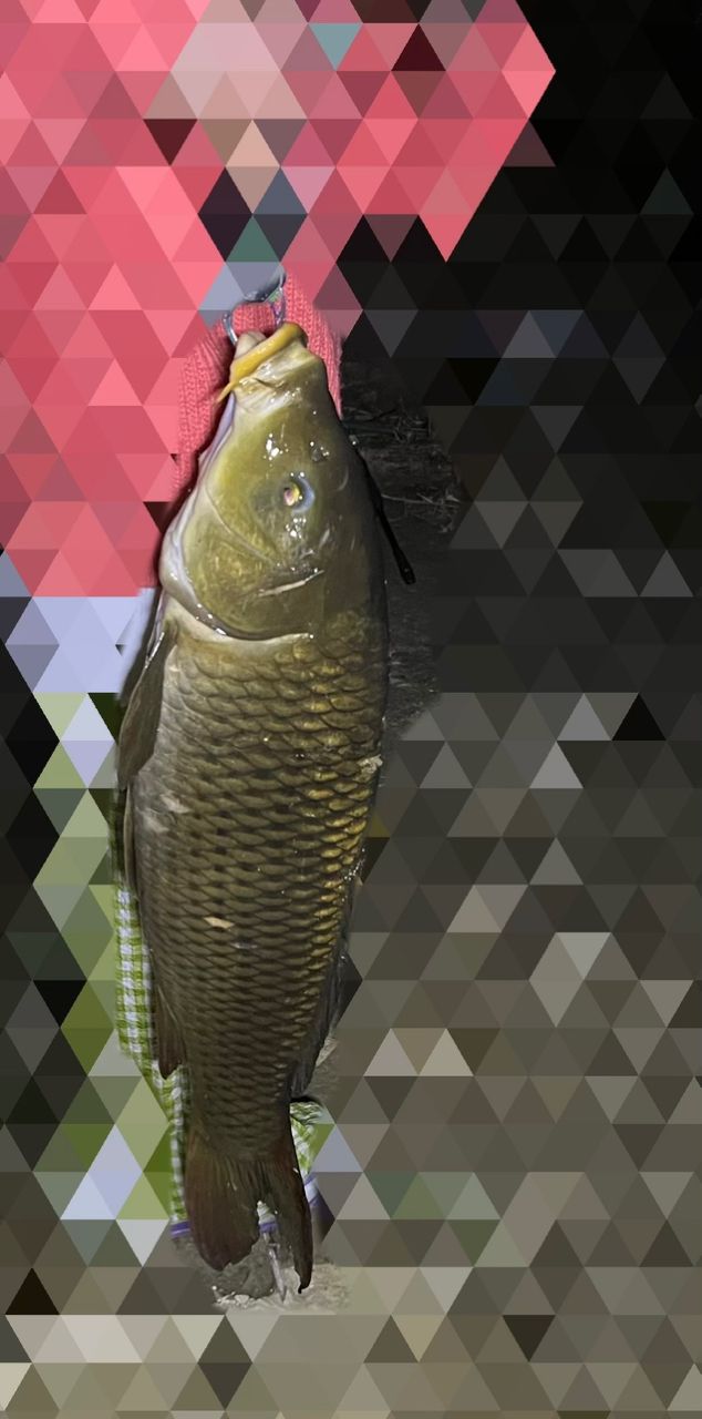ノゴイの釣果・釣り情報まとめ【2025年最新】 - アングラーズ | 釣果 