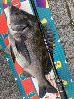 チヌの釣果