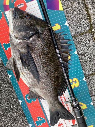 チヌの釣果