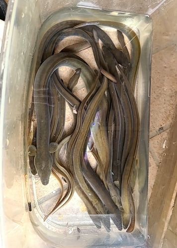 ウナギの釣果