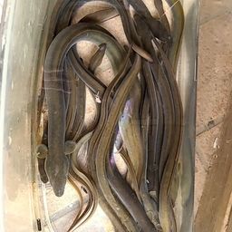 ウナギ