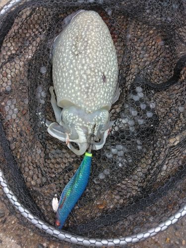 シリヤケイカの釣果